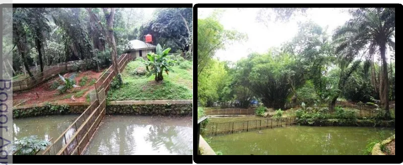 Gambar 7  Kandang buaya di Taman Margasatwa Ragunan. 