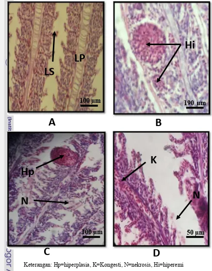 Gambar 9. Gambaran histolopatologi insang A (ikan kontrol dengan lamela 