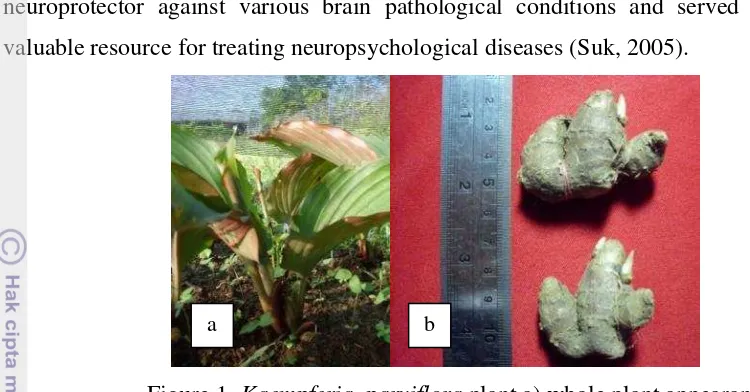Figure 1. Kaempferia  parviflora plant a) whole plant appearance 