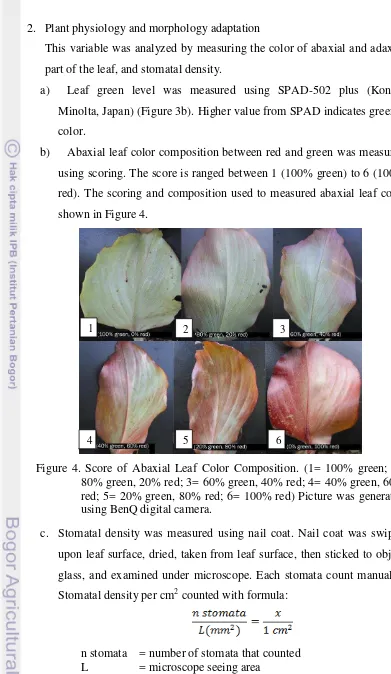 Figure 4. Score of Abaxial Leaf Color Composition. (1= 100% green; 2= 