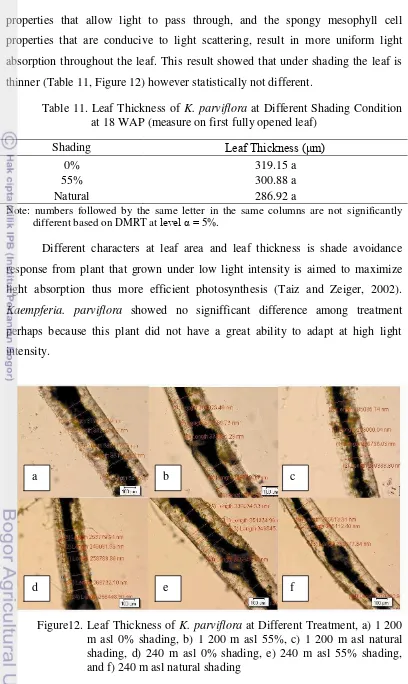 Table 11. Leaf Thickness of K. parviflora at Different Shading Condition 