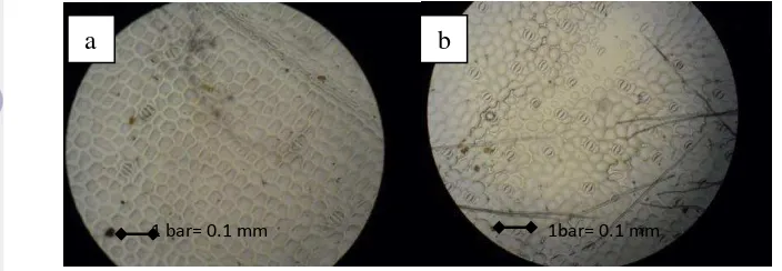 Figure 13. Stomatal density of K. parviflora at a) adaxial leaf part and b) 