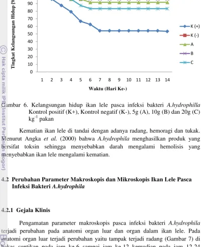 Gambar 6. Kelangsungan hidup ikan lele pasca infeksi bakteri A.hydrophilla    
