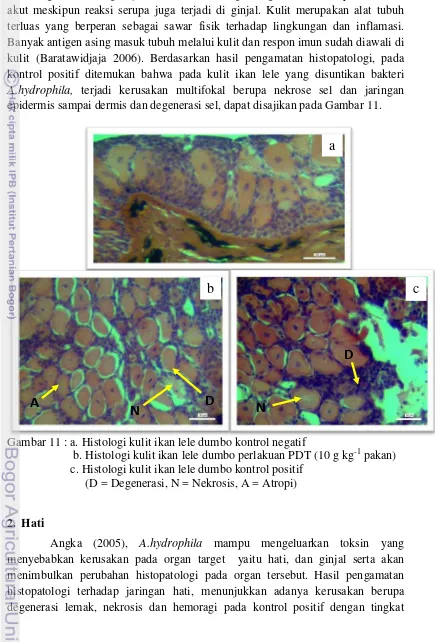 Gambar 11 : a. Histologi kulit ikan lele dumbo kontrol negatif 