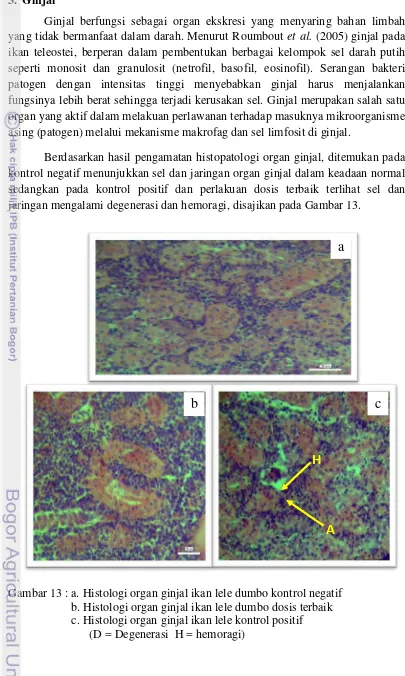 Gambar 13 : a. Histologi organ ginjal ikan lele dumbo kontrol negatif 