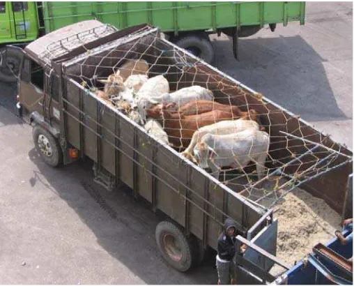 Figure 4: Transport of cattle from the vessel to the Indonesian feedlot. 