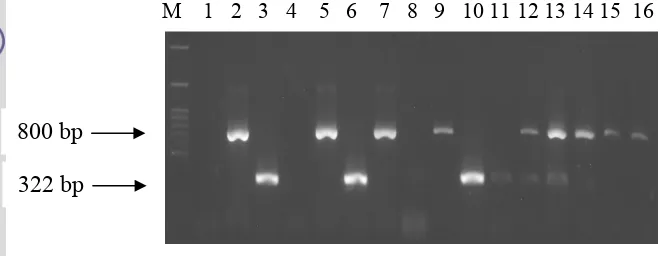 Gambar 7 Hasil amplifikasi DNA genom virus dengan metode RT-PCR 