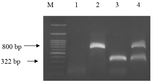 Gambar 6 Hasil amplifikasi DNA genom virus dengan metode RT-PCR 