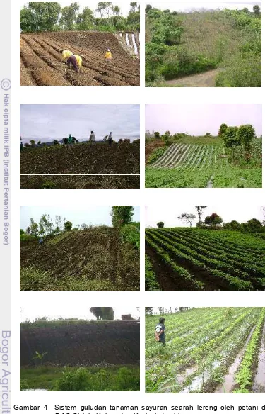 Gambar 4Sistem guludan tanaman sayuran searah lereng oleh petani di 