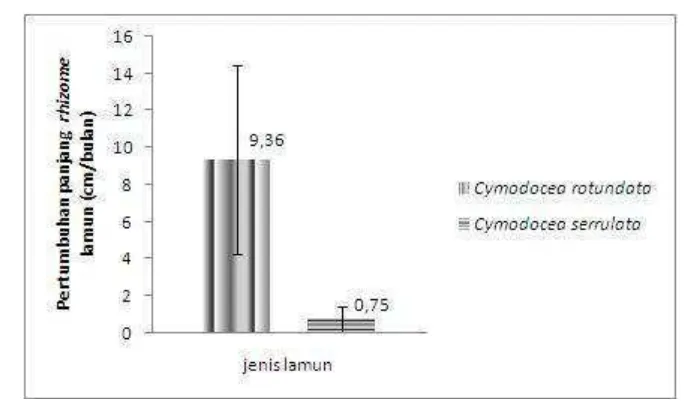 Gambar 4. Pertumbuhan panjang rhizome Cymodocea rotundata dan  