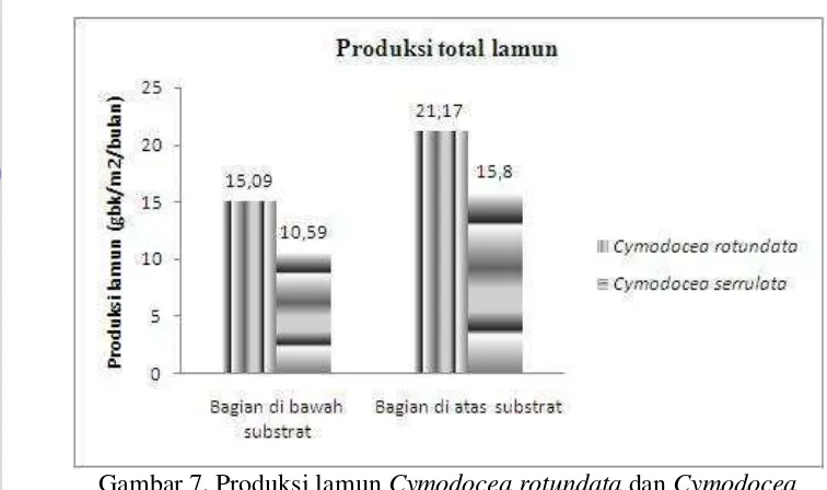Gambar 7. Produksi lamun Cymodocea rotundata dan Cymodocea  