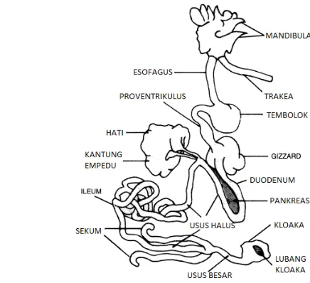 Gambar 1 Anatomi saluran pencernaan ayam (Bell 2002) 