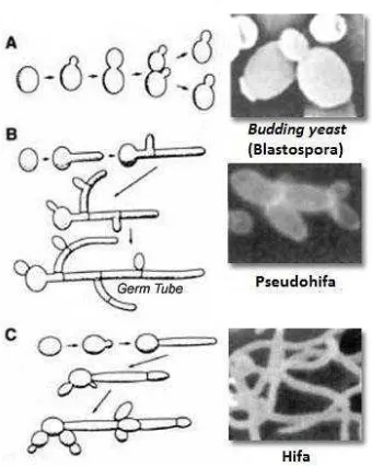 Gambar 2 Fase pada C. albicans (Anonim 2010) 