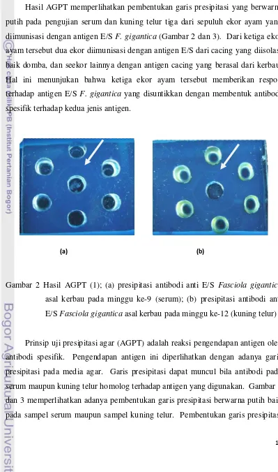 Gambar 2 Hasil AGPT (1); (a) presipitasi antibodi anti E/S Fasciola gigantica 