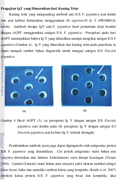 Gambar 4 Hasil AGPT (3); (a) presipitasi Ig Y dengan antigen E/S Fasciola 