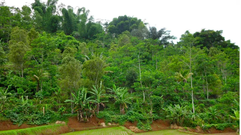 Tabel 3. Indeks Keanekaragaman Tanaman di Agroekosistem Kebun-Talun  