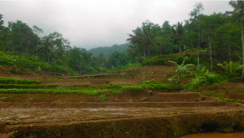 Gambar 23. Agroekosistem Padi Gogo Rancah dengan Bentuk Lahan Penanaman (Kiri) dan Penyemaian (Kanan) 