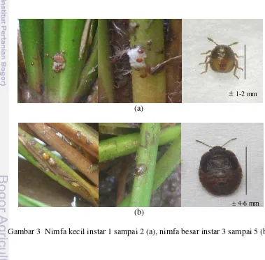 Gambar 3  Nimfa kecil instar 1 sampai 2 (a), nimfa besar instar 3 sampai 5 (b) 