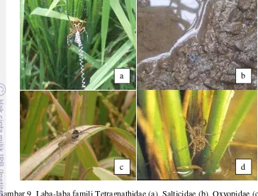 Gambar 10  Perkembangan populasi laba-laba (Araneae) di pertanaman padi 