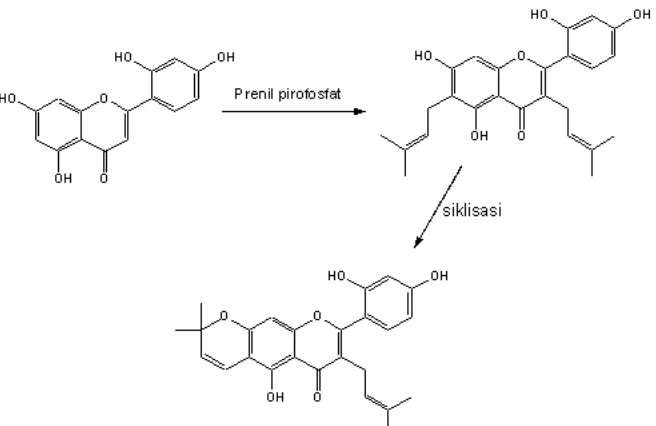 Gambar 3. Saran biogenesis norartokarpetin (1), mulberin (2) dan mulberokromen (3) pada A
