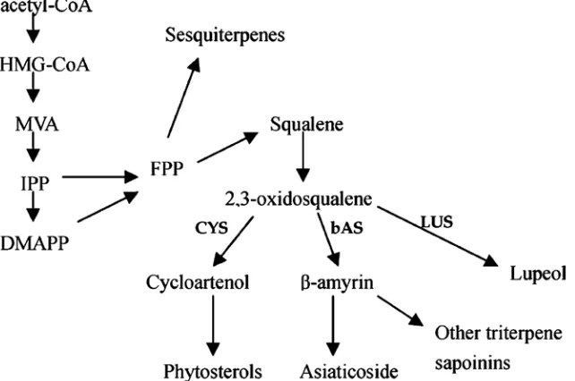 Gambar 3 Jalur biosintesis asiatikosida di dalam tanaman pegagan.  HMGCoA (3-hydroxy-3-methylglutaryl-coenzyme A), MVA (mevalonic acid), IPP (isopentenyl diphosphate), DMAPP (dimethylallyl diphosphate), FPP (farnesyl diphosphate), CYS (cycloartenol synthas