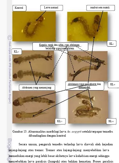 Gambar 13. Abnormalitas morfologi larva Ae. aegypti setelah terpapar temefos 
