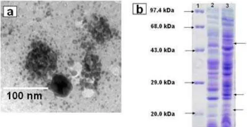 Figure 5. a) protein fraction. the absence (Lane 2) and presence (Lane 3) of precursor CuSOTEM micrograph showing clusters of CONPs formed after the reaction of CuSO4 with 22 kDa