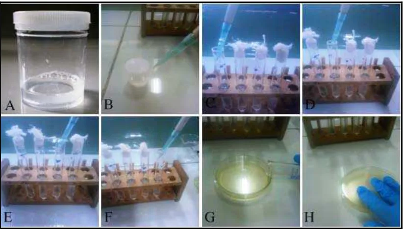 Gambar 6. Prosedur   pengenceran   saliva   dan    penanaman   Streptococcus mutans 