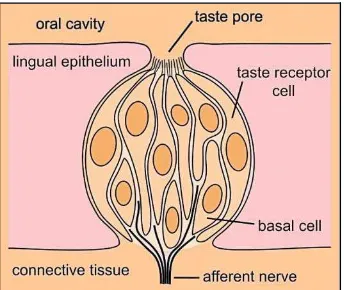 Gambar 4.Taste buds26 