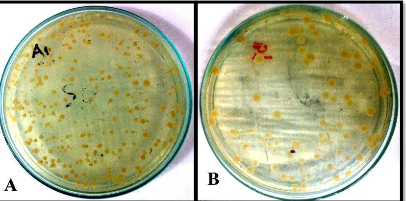 Gambar 7. Koloni Candida spp                  (A) kelompok yang memakai gigitiruan penuh (B) kelompok yang tidak                    memakai gigitiruan (dokumentasi)