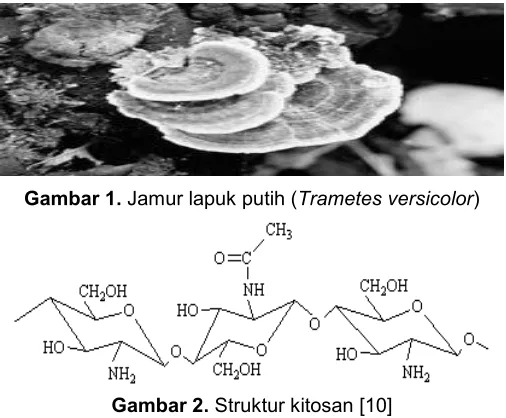 Gambar 1. Jamur lapuk putih (Trametes versicolor)
