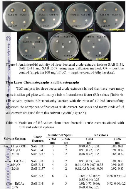 Figure 4 Antimicrobial activity of three bacterial crude extracts isolates SAB E-31, 