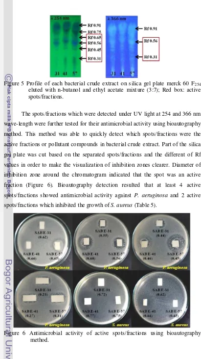 Figure 5 Profile of each bacterial crude extract on silica gel plate merck 60 F254 