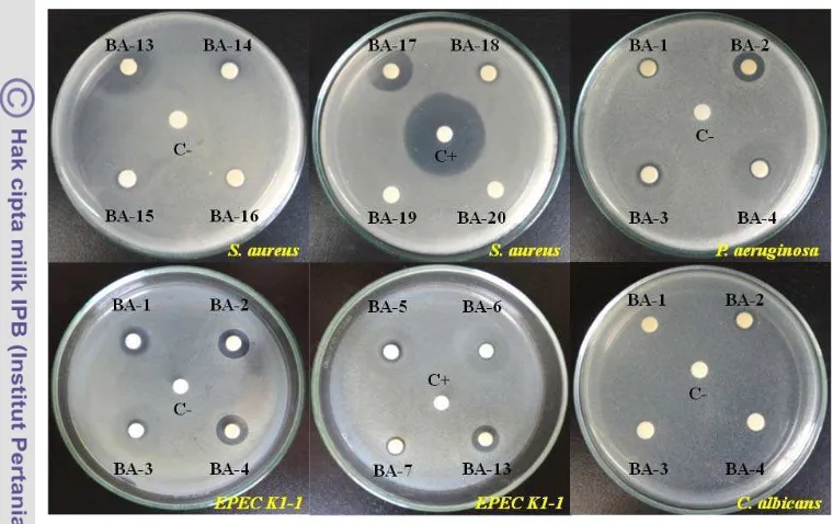 Figure 7 Antimicrobial activity of thirty composite fractions; C+ = positive control 