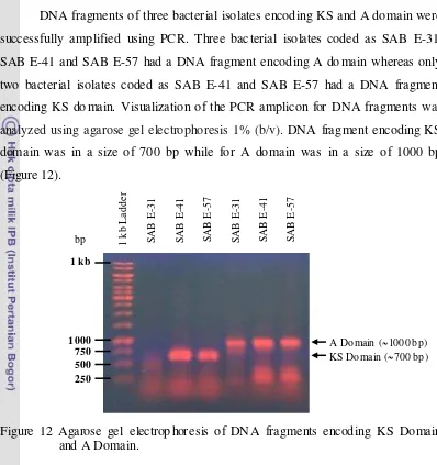 Figure 12 Agarose gel electrop horesis of DNA fragments encoding KS Domain 