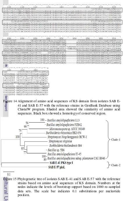 Figure 14 Alignment of amino acid sequences of KS domain from isolates SAB E-