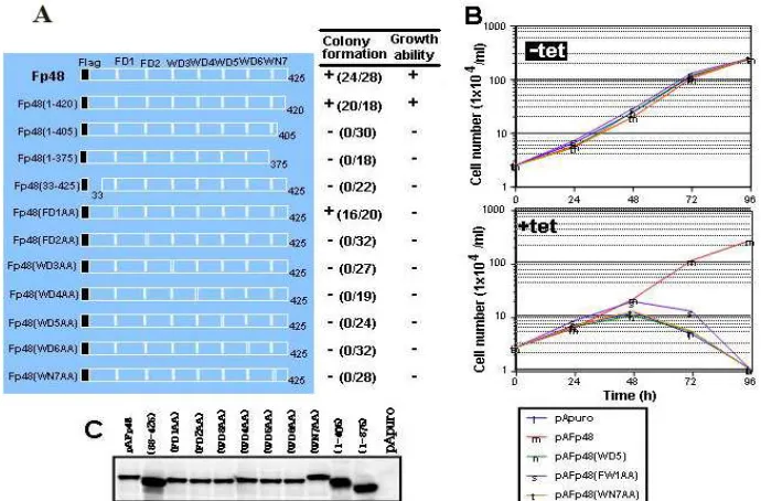 Fig 2. In vitro interaction of chCAF-1p48 and anotherhistones chaperone with chromatin related proteinsAnti-silencing factor 1 (ASF-1)