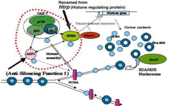 Fig 4. Model a role of p48 subunit of chromatin assembly factor 1 (CAF-1p48) as histone chaperons on DNAreplication process for the maintenance of the cell viability
