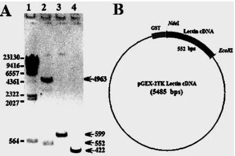 Fig 3. Schematic representation of the lectin genesynthesisbytheRT-PCRandplackhybridizationmethod and the construction of pGEX-2TK fusion vector.A) Agarose gel electrophoresis of DNA fragment of RT-PCR product and recombinant plasmid