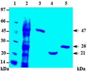 Fig 7. The diameters of inhibition zone resulting fromthe expression of the native lectin and recombinant ofGST-lectinfusionprotein(approximately4μg),negativecontrol(GST,approximately4μg),andpositive control (ampicilline, approximately 30 ppm)against different bacterial strain test.