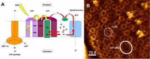 Fig 1.membrane of a typical purple bacterium (A). The major 