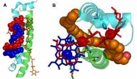 Fig 6. The binding pocket of the B850 Bchl and the B800 Bchl as (A and B) a (C).  The coordinates for this figure were taken from the high resolution (2.0 Å) structure of 