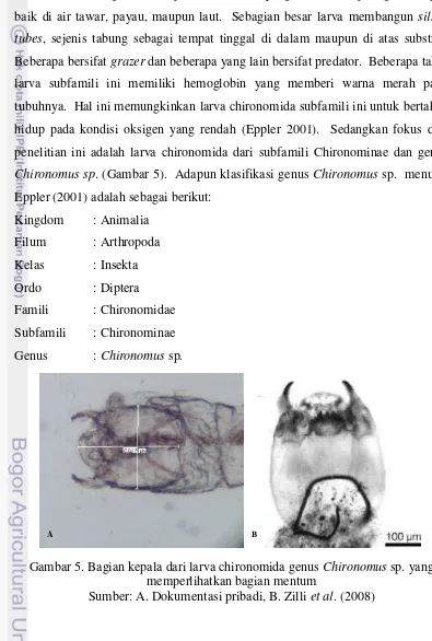 Gambar 5. Bagian kepala dari larva chironomida genus Chironomus sp. yang  