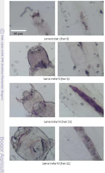 Gambar 14. Perbandingan kapsul kepala dan lebar badan setiap instar pada perlakuan penambahan bahan organik 0,5 mg/l 