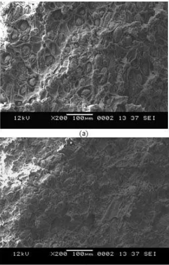 Fig 5. Scanning electron micrograph of the tensile fracture surface of (a) 30 wt% and (b) 60 wt% acetylated LDPE/CS composites at a magnification of 200x  