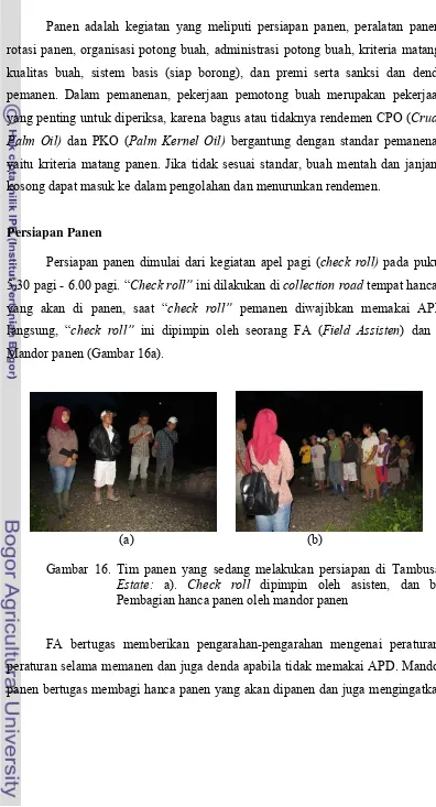 Gambar 16. Tim panen yang sedang melakukan persiapan di Tambusai   
