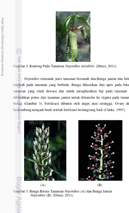 Gambar 2. Kantong Pada Tanaman Nepenthes mirabilis. (Druce, 2011) 