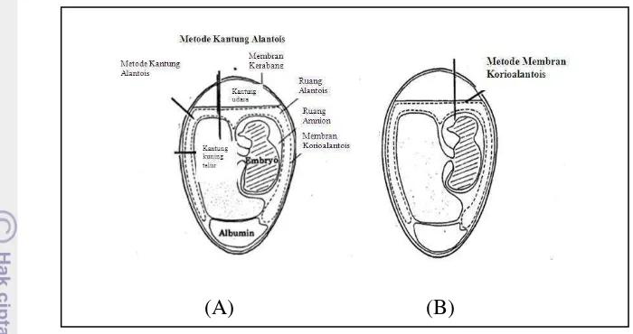 Gambar 9 Rute inokulasi telur embrio tertunas melalui kantung alantois (A) dan 