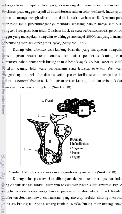 Gambar 1 Struktur anatomi saluran reproduksi ayam betina (Smith 2010) 