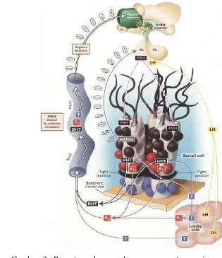 Gambar 3 Penengaturan hormonal proses spermatogenesis